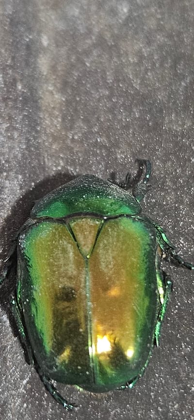 A close-up, top-down view of a metallic green and gold beetle is presented. The beetle's iridescent carapace displays a gradient of colors, shifting from emerald green along the edges to a luminous golden hue in the center. Two distinct lines form a 'V' shape in the middle of its back, where the colors transition. The beetle is positioned on a dark, textured surface that appears to be rough and possibly rocky or concrete. Scattered white specks, possibly dust or debris, are visible on both the beetle and the surface. The lighting causes a bright reflection on the central part of the beetle's back. No people or other animals are visible in the frame, and the environment does not provide specific clues to its location within Kostenets, Bulgaria.