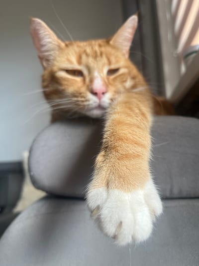 An orange tabby cat is shown in a close-up, vertical shot. The cat is resting its head and front paws on a gray surface, possibly a couch or chair. The cat's eyes are partially closed, giving it a relaxed or sleepy appearance. One of its front paws, with white fur and visible claws, dangles over the edge of the surface in the foreground. The background is blurred, with hints of indoor elements like a window with blinds and a wall. The lighting suggests it is daytime, with sunlight possibly coming from the side. The image does not contain any information about the location in Zabrze, Poland.