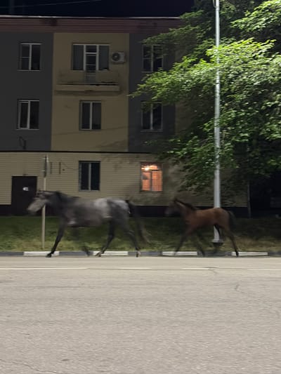 The image depicts two horses, an adult and a foal, trotting on a paved road at night. The adult horse is dark grey and the foal is brown. They are moving from left to right across the frame. Behind the horses is a sidewalk with a strip of grass, followed by a two-story building. The building has a light-colored facade with several windows, some of which are illuminated from within, suggesting interior lighting. To the right of the building and partially obscuring it is a large, leafy green tree, illuminated by an unseen light source. A tall, slender streetlight stands near the tree. The scene appears to be located in a residential or semi-urban area, consistent with the city of Skovorodino, Russia, which is known for its rural and somewhat undeveloped infrastructure, particularly at night. The lighting suggests it is dusk or nighttime, with artificial light sources contributing to the illumination.