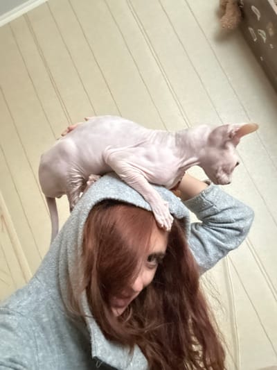 In Togliatti, Russia, a person with auburn hair is holding a hairless Sphynx cat. The cat is light pink and has large ears. The person is wearing a gray hooded sweatshirt. The background appears to be a wall with horizontal wooden panels. The scene is indoors, and the lighting suggests it is daytime. The person and cat are close together, with the cat nestled against the person's chest and arm. The cat's head is turned, and it seems to be looking away from the camera. The person's face is partially obscured by their hair and the cat. The overall mood seems calm and affectionate. There is no visible text in the image.