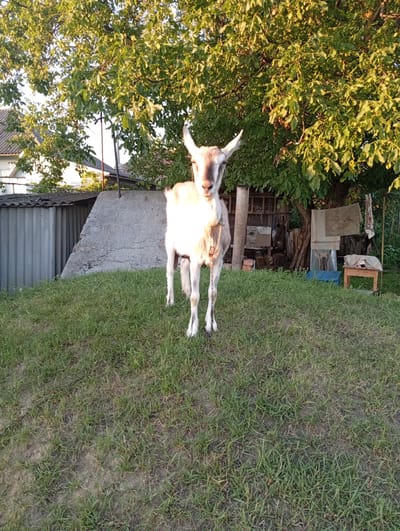 In a sun-drenched outdoor scene in Podvirne, Ukraine, a light-colored goat stands facing the camera on a grassy incline. The goat has a chain around its neck, suggesting it may be tethered. Behind the goat, a large tree with green leaves casts shadows, indicating it's likely daytime. A corrugated metal structure and a concrete embankment are visible to the left, while a rustic shed with various items stored inside, including firewood, boxes, and what appears to be laundry hanging, is situated to the right. A small wooden stool is also present. The overall impression is of a rural, possibly agricultural setting, with a peaceful atmosphere. The warm sunlight suggests it could be late afternoon or early morning. There is no visible text in the image.