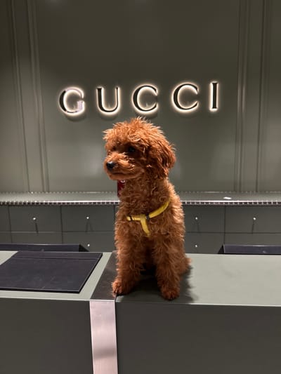 A reddish-brown poodle wearing a yellow harness is standing on a dark green counter inside the Gucci store in Noventa di Piave, Italy. The illuminated vertical Gucci logo is visible on the wall behind the counter.