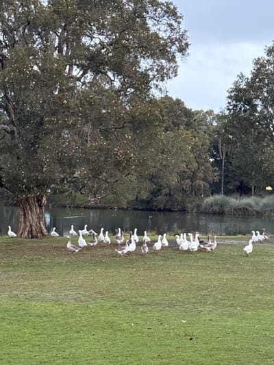 The image shows a flock of geese gathered by the edge of a body of water, with a large, old tree on the left and a grassy field on the right. The geese, mostly white with some grey coloring, are clustered together, some standing, some appearing to be preening. One goose is partially in the water. The scene appears to be in a park or natural area, with lush green grass and mature trees. The water is calm and reflects the overcast sky, suggesting it might be a cloudy or misty day. The large tree is detailed with rough bark and numerous branches, its leaves a deep green. The overall impression is one of a peaceful, natural setting with the geese forming the central focus of activity. There is no visible text in the image.
