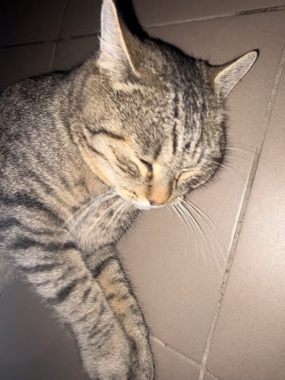 An overhead shot captures a tabby cat napping on a tiled floor. The cat's eyes are closed, and its head is tilted downwards. Its fur displays a typical tabby pattern of stripes and swirls in shades of brown and gray. Long, white whiskers extend outwards from its snout. The floor appears to be made of large, beige tiles with darker grout lines. The lighting suggests an indoor setting, possibly a home or a public space with tiled flooring. The image does not contain any elements that indicate a specific location within Yoshkar-Ola, Russia.