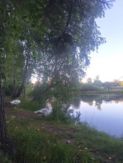 The image depicts a tranquil natural scene near a body of water, likely a pond or small lake, located in Novoglagolevo, Russia. The foreground features a grassy bank with several geese. One goose stands prominently in the center right, facing the viewer, with white and gray plumage and an orange beak. To its left, another white goose is nestled on the ground, appearing to rest or sleep. In the background, a dense collection of trees, including birch trees with characteristic white bark, forms a natural backdrop. The water of the pond reflects the sky and the surrounding greenery, creating a serene atmosphere. The sky is clear and pale blue, suggesting either early morning or late afternoon light. The overall impression is one of rural tranquility.