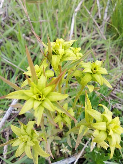 The image shows a cluster of Euphorbia species, likely Euphorbia helioscopia (Sun Spurge), growing amongst grasses and dead plant material. The flowers are a vibrant yellow-green. The leaves are arranged in a star-like pattern around the flowers. The overall scene suggests a grassland or field setting. The location is Treshchevka, Russia. No people are visible. No interactions are observed.