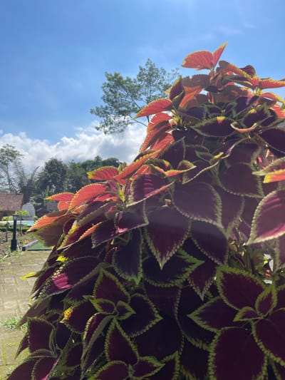 The image depicts a close-up view of a plant with patterned leaves, likely a coleus, in Sinduagung, Indonesia. The leaves are predominantly dark red with serrated edges outlined in yellow or light green. Some leaves are illuminated by sunlight, creating a gradient of red to orange. In the background, the sky is visible with scattered white clouds against a blue expanse. A tree with sparse foliage is also visible. Below the plants and sky, there is a glimpse of a village or residential area with tiled roofs and greenery. The image appears to have been taken from a low angle, looking upwards towards the plant and sky.