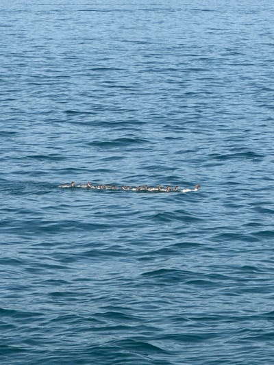 A flock of ducks are swimming in a line on the surface of the rippling blue water of Lake Como, near the shore of Varenna, Italy. The ducks are moving from left to right. The water is calm with gentle waves.