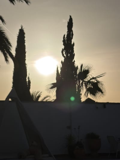 The image shows a silhouetted scene at sunset in Mont-roig del Camp, Spain. The sun is a bright, hazy disc in the sky, partially obscured by tall, slender trees, likely cypress trees, and palm fronds. A white wall runs horizontally across the lower part of the image, with some potted plants visible in front of it. The overall impression is one of a tranquil, warm evening.