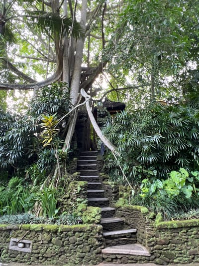 A daytime shot taken from a low angle depicts a mossy stone stairway leading upwards through a lush, overgrown landscape. The stairway features irregular stone walls covered in green moss on either side, with wooden steps ascending into the thick foliage. A large, light-colored tree with sprawling branches dominates the left side of the frame, its leaves mingling with the dense greenery surrounding the stairs. The scene is suffused with soft, filtered sunlight, creating a dappled effect on the foliage and stone. This stairway leads to a small structure higher up among the trees. This scene is located in Kedewatan, Indonesia.
