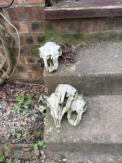 The image shows two animal skulls on the ground in an outdoor environment. One skull is located on a concrete slab next to a brick wall, accompanied by a rusty chain and some vegetation. The second skull is positioned nearby on the concrete, surrounded by gravel, twigs, and small green plants. The location is within the city of Shrewsbury, United Kingdom.