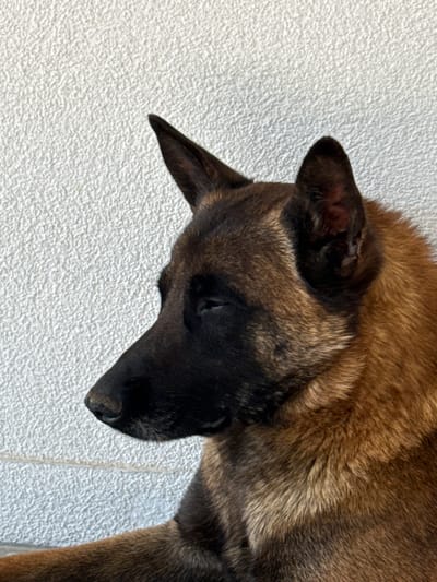 The image presents a close-up, high-angle view of a Belgian Malinois dog peacefully resting. The dog's head is turned to the right, and its body is largely out of frame, with only a portion of its chest and back visible. It appears to be sleeping or in a state of deep relaxation, with its eyes closed or nearly closed.
The dog exhibits the characteristic coat of a Belgian Malinois, featuring a fawn (reddish-brown) base color. Its muzzle and areas around its eyes are covered by a distinct black mask. The fur on its ears is also dark, and the ears themselves are erect and triangular, with a reddish hue visible in the interior of one ear. The fur texture is clearly discernible, showing a dense, short coat. The nose is black and appears moist.
The background is a uniform, light-colored surface, likely off-white or very light grey, characterized by a pronounced, rough texture resembling stucco or a similarly rendered wall. The lighting is bright and even, without harsh shadows, which illuminates the dog's fur and the background texture clearly. No human subjects or discernible objects other than the dog and the textured surface are present. There is no visible text. The overall impression is one of calm and tranquility, captured in Marche-en-Famenne, Belgium.