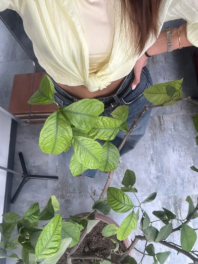 The image shows a top-down view of a person sitting indoors next to a potted citrus plant. The person is wearing denim shorts and a light yellow top tied at the waist. The person's left arm is visible, adorned with two bracelets. The citrus plant has several green leaves and branches. The background consists of a gray tiled floor and parts of furniture including a chair with a black base and a brick-colored object. The location mentioned is Zovuni, Armenia, but there is no visible evidence of the city or its specific characteristics in the image.