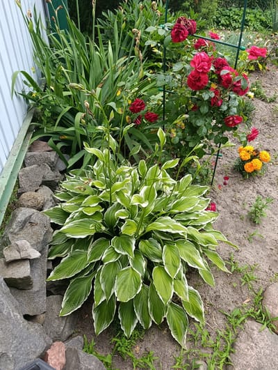 This is an outdoor, eye-level, medium shot of a garden with several varieties of plants. In the foreground and center is a hosta plant with variegated green and white leaves. To the left of the hosta is a collection of grey stones, some stacked, and a white corrugated metal fence. Behind the hosta, and to the right, is a rose bush with deep red flowers. Further to the right, a small cluster of orange marigolds is visible. The ground is covered in dirt and some scattered green vegetation. The image appears to be taken in Zhlobin, Belarus.