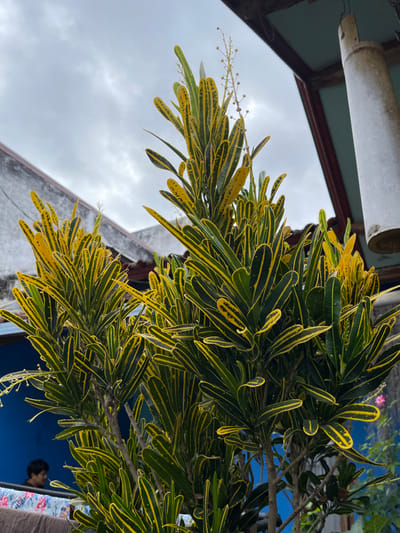 The image captures an outdoor scene in Garut, Indonesia, primarily featuring a large variegated croton plant (Codiaeum variegatum) in the foreground, characterized by its dense foliage of green leaves with prominent yellow stripes and blotches. Several light-colored flower spikes protrude from the top of the plant.

In the background, under an overcast sky with light grey clouds, residential structures are visible. To the upper left, a segment of a light-colored, flat-roofed building wall is present. Below and behind the plant's left side, a section of a vivid blue exterior wall is visible. Partially obscured by the plant and the blue wall, a person with dark hair and a dark shirt is seen from the head to the upper chest, looking towards the left. Below this individual, a piece of patterned fabric, featuring pink and blue floral designs, is draped over a horizontal surface, consistent with a railing or clothesline.

To the upper right, an architectural overhang, possibly an eave, with a light blue underside and a dark support beam, extends into the frame. A light-colored, hollow cylindrical object, consistent with a bamboo wind chime, is suspended vertically from this overhang. The overall environment suggests a dense residential area.