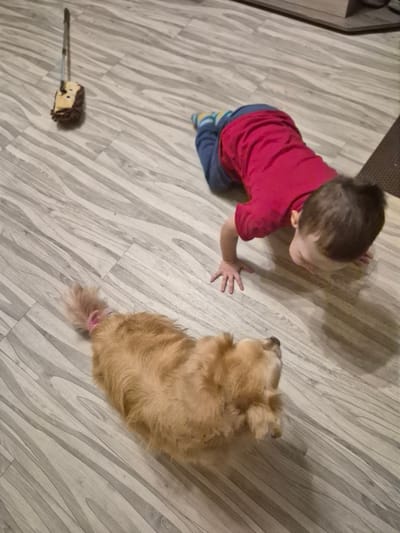 A toddler wearing a red shirt and blue pants is on all fours on a wood-grain floor, with their hands extended forward. A dog with light brown fur lies on its back next to the toddler. A mop with a tan and brown head is positioned to the left of the toddler. The scene is set indoors, likely in a residential environment. The floor is light gray with a wood-grain pattern. The lighting is dim, casting shadows. No specific landmarks or indications of the city of Nyagan, Russia are visible.