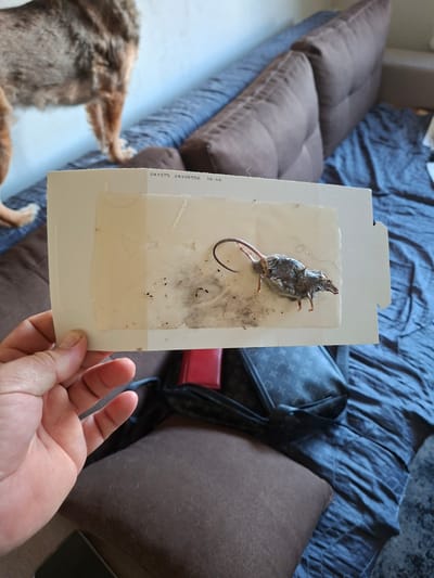 A person's hand is holding a sticky trap with a dead mouse on it. The trap is rectangular with a light-colored surface and adhesive. The mouse is small and gray, with its tail curled. There are also some dark specks and gray fur on the trap. In the background, a dog's legs and tail are visible, along with a sofa with blue and brown cushions. The scene appears to be indoors, possibly a living room. There is no information or indication in the image that places this scene in Belozem, Bulgaria.