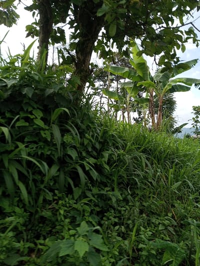This image depicts a dense, verdant natural landscape located in Kandenuwara, Sri Lanka. The foreground is heavily populated with various types of green vegetation, including tall grasses and broad-leafed plants, forming a thick, untamed expanse. In the midground, two large tree trunks with dark, textured bark rise on the left, partially obscured by the foreground foliage. To their right, several banana plants are visible, characterized by their prominent, large green leaves and upright stalks. A single, elongated light green fruit is suspended from a branch in the upper-left portion of the frame. The background reveals a bright sky, appearing mostly white or hazy blue, with a distant line of green hills or trees on the horizon, and a small, indistinct light-colored structure barely discernible on the far right. No human subjects, animals, or explicit actions are visible within the scene. The lighting suggests natural daylight conditions.