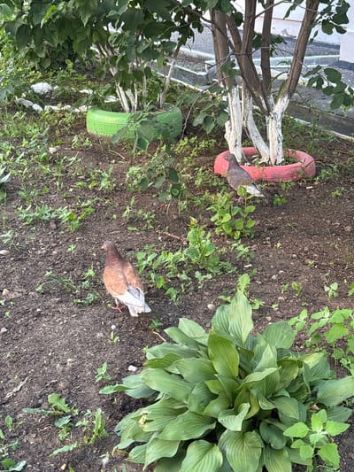 The image depicts an outdoor scene in Blagoveshchensk, Russia, featuring a garden area with loose soil, scattered green vegetation, and two pigeons. In the foreground, a pigeon with brown and white feathers stands on the soil, facing left. To the right, another pigeon with gray and brown plumage is partially visible, standing near a pink-painted tire that encircles the base of a small tree. The tree has several trunks, whitewashed at their bases. In the background, more greenery and a portion of a building or structure are visible, along with a bright green-painted tire used as a planter. The overall environment suggests a backyard or park setting.