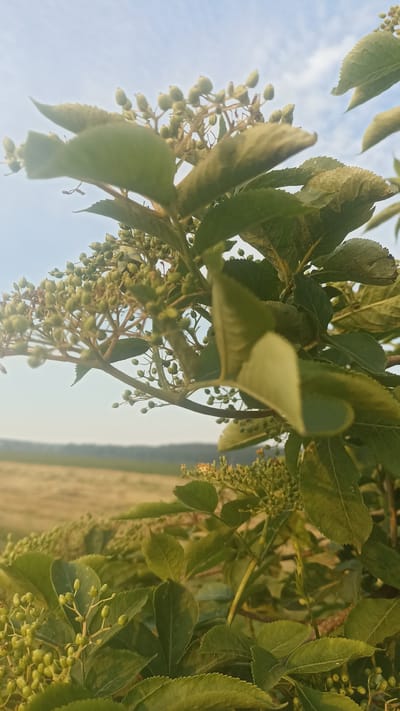 The image shows a close-up of green leaves and developing berries on a plant, with a blurred background of a field and sky. The lighting suggests it was taken during the day, possibly in the late afternoon or early morning due to the soft light. The scene is natural and appears to be outdoors, with no signs of human activity or urban structures. The location is identified as Korzhi, Ukraine.