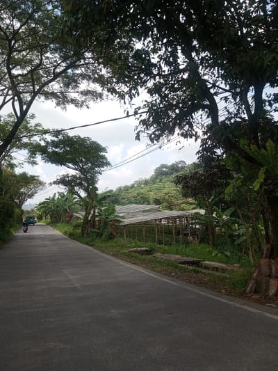 A paved road winds through a lush, green landscape in Xayabury District, Laos. The road is lined with trees, banana plants, and covered structures resembling greenhouses on the right. Utility poles and wires run along the roadside. A motorcycle and a small vehicle are visible in the distance on the road. The background features a forested hill. The sky is partly cloudy.