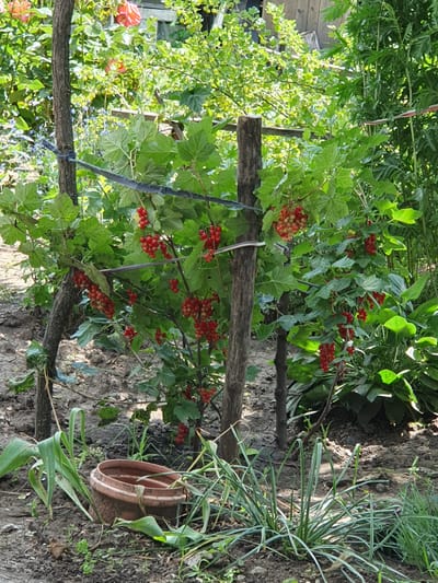 In Novoivanivka, Ukraine, a red currant bush is laden with ripe berries, its branches supported by wooden stakes and wire. The surrounding ground is uneven and dry, with scattered leaves. To the left, a large, partially visible tree trunk stands, and further to the left, a weathered terracotta pot lies on its side, overgrown with green foliage. In the foreground, various green plants and grasses sprout from the soil. The background reveals a dense thicket of green foliage, suggesting a garden or natural area. The image appears to be captured during daylight under natural lighting conditions.
