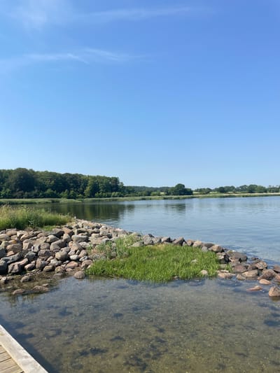 A photograph taken on a sunny day captures a serene lakeside scene. The foreground features a rocky shoreline dotted with patches of lush green grass. The clear water of the lake reveals the sandy bottom with submerged rocks and aquatic plants. In the middle ground, the calm lake stretches out, reflecting the clear blue sky. The background is dominated by a dense line of green trees forming a natural border along the far bank, with a few scattered trees and open fields visible beyond. The sky is a vibrant, cloudless blue, indicating fair weather. The image appears to be taken from a wooden pier or walkway on the left side of the frame. This scene is likely of Nørrestrand Lake in Horsens, Denmark, a popular natural area known for its birdlife and recreational activities. No people are visible in the image.