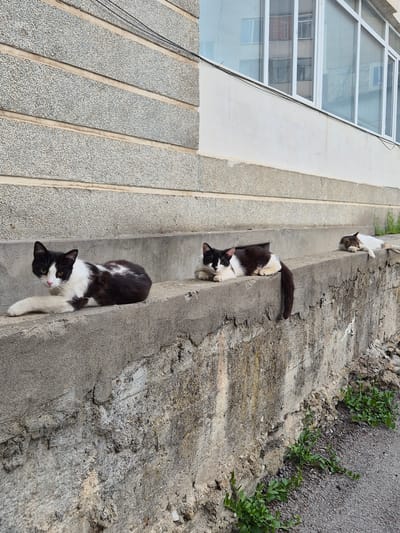 The image shows three cats perched on adjacent levels of a stepped concrete structure beside a building. Two of the cats are black and white, and one is white and tan. The concrete structure abuts a building with glass block windows. The location is Pavlikeni, Bulgaria.