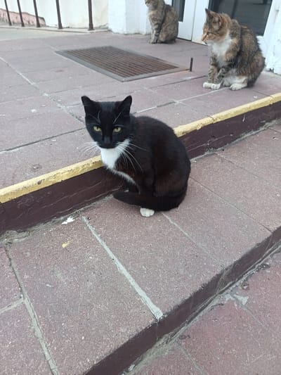 A black and white cat with green eyes sits on a concrete patio in front of a building. The cat is facing forward, looking at the camera. It has a white chest and white paws. Behind the cat, two other cats are visible. One is a tabby cat sitting on the patio, and another tabby cat is partially visible in the background. The patio is made of reddish-brown concrete pavers. A yellow and brown painted curb runs along the edge of the patio. In the background, there is a metal grate set into the patio. The building appears to be an outdoor public space, possibly an entrance to a building. There is no visible text. The lighting suggests it is daytime, and the weather appears to be overcast.