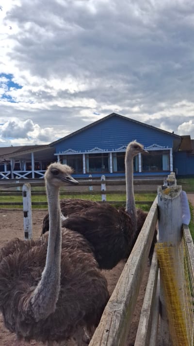 Two ostriches are standing in an enclosure behind a wooden fence. The ostrich in the foreground is facing left and looking towards the camera. The second ostrich is to the right and behind the first, facing away from the camera. The background features a blue building with white trim and windows. The sky is cloudy with patches of blue. The scene appears to be an outdoor exhibit or zoo, possibly at a location within Peterhof, Russia.