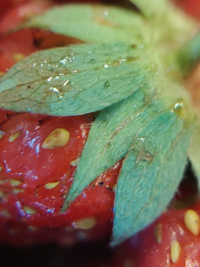 This is an extreme close-up, macro photograph of a strawberry. The focus is on the calyx (the green leafy part) and a portion of the red fruit. The strawberry appears to be fresh, with visible seeds on its surface. There are small droplets of water or condensation on the green leaves, reflecting light. The image is highly detailed, showing the texture of the leaves and the tiny seeds embedded in the fruit. The background is blurred and dark, drawing attention to the strawberry. The photograph was taken in Chaikovsky, Russia.