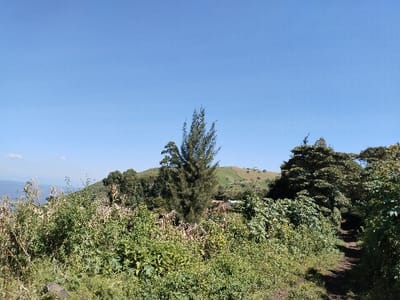 The image presents an outdoor, verdant landscape located in Subukia ward, Kenya, under a bright, clear blue sky with a faint white cloud visible on the far-left horizon. The foreground is densely covered with various types of green foliage, including bushes and smaller plants, exhibiting both broad and narrower leaves. A narrow, unpaved dirt path, approximately one foot wide, begins in the bottom-right corner and recedes into the middle distance along the right edge, flanked by vegetation. In the midground, a prominent tall, slender conifer-like tree stands centrally, surrounded by a cluster of broadleaf trees with dense green canopies. Behind this vegetation, faint, indistinct structures suggestive of small buildings or dwellings are partially visible. The background consists of rolling green hills, some appearing naturally forested and others showing signs of cultivation or managed vegetation. No individuals, specific actions, or interactions are observable within the scene.