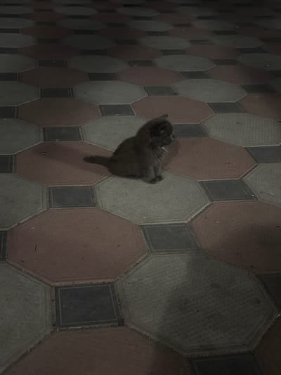 This media file shows a dark gray cat lying on a patterned pavement. The pavement is composed of alternating octagonal and square tiles. The octagonal tiles are colored in light gray and reddish-brown, while the square tiles are dark gray. The cat is positioned in the center of the frame, facing away from the camera, with its head turned to the left. Its tail is visible, curled up slightly. The lighting suggests it might be dusk or a dimly lit area. The scene appears to be outdoors, possibly a walkway or patio in Bohunove, Ukraine. There are no people visible, and no text is present in the image. The cat's posture suggests it is resting or perhaps startled, but its emotions are not definitively conveyed.