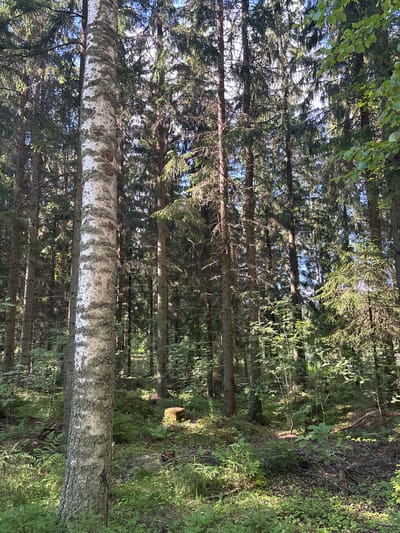 This image depicts a sun-dappled forest scene in Savonlinna, Finland. In the foreground, a tall birch tree with distinct white bark marked by greyish-green lichen stands prominently on the left. The forest floor is covered in lush green vegetation, including ferns and young evergreen saplings, with patches of sunlight breaking through the canopy. In the mid-ground, to the right of the birch tree, a small, weathered tree stump is visible amidst the undergrowth. The background is filled with dense coniferous trees, creating a textured wall of dark green foliage and slender trunks. The overall impression is of a tranquil, natural forest environment, likely in the outskirts of Savonlinna, given its abundant natural wooded areas. There are no people or animals visible in the image.