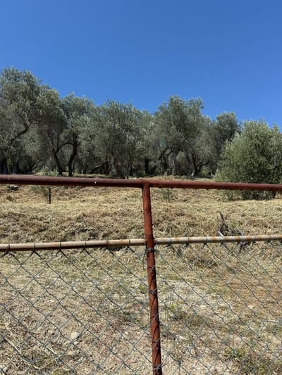 The image depicts an outdoor scene in Sustaš, Montenegro, under a clear blue sky. In the foreground, a chain-link fence with a rusted metal pole and a weathered wooden top rail is visible. Beyond the fence, dry, light-brown grass covers a gently sloping terrain. A line of mature olive trees with characteristic gnarled trunks and dense, grey-green foliage stretches across the middle ground, forming a natural barrier. The trees are evenly spaced and appear to be on a slightly elevated area behind the fence. The overall impression is one of a rural, possibly agricultural landscape. There are no people or animals present in the image, and no apparent actions or interactions are taking place. The environment suggests a dry, sunny day.