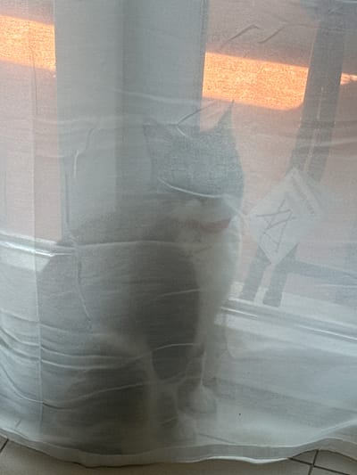 A gray and white cat is partially obscured by a sheer white curtain, its body mostly visible through the fabric. The cat is positioned behind the curtain, facing to the left, with its head tilted slightly. Sunlight filters through the curtain from the right, creating an orange glow on the wall behind the cat. The curtain is draped, with visible folds and wrinkles. A white tag with a black symbol is attached to the curtain on the right side. The floor beneath the curtain appears to be tiled. The scene suggests an indoor setting, possibly a room in a residential building in Oeiras, Portugal, where the cat is interacting with its environment.