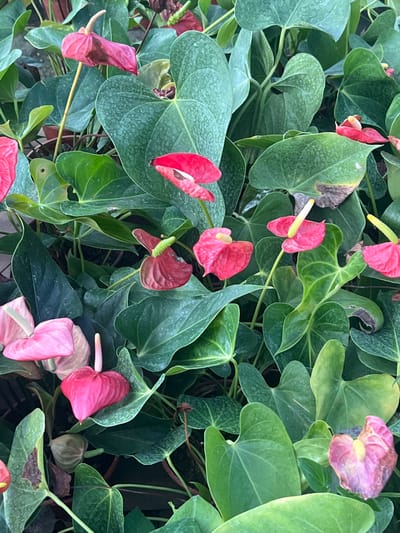 The image displays a dense, close-up view of multiple Anthurium plants, commonly known as Flamingo Flowers. The scene is dominated by vibrant green, heart-shaped foliage, varying from dark to lighter shades, with some leaves exhibiting small brown or yellowing areas indicative of natural senescence or minor damage. Numerous Anthurium flowers are present, characterized by their waxy, heart-shaped spathes and upright, finger-like spadices. The spathes exhibit a range of colors, primarily bright red and deep magenta, with some appearing lighter pink. The spadices are typically yellow or light green. The plants are tightly clustered, suggesting cultivation within a nursery or garden center, with faint brown edges of plant pots visible among the foliage in the background. No people, animals, man-made structures beyond the implied pots, or specific environmental markers are discernible. The image lacks sufficient information to pinpoint a precise location within Santa Rosa, Argentina.