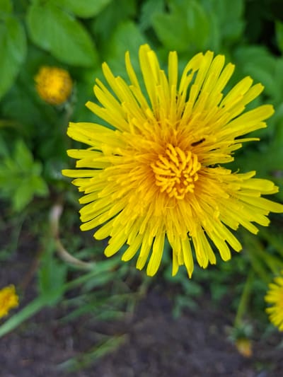 The image provides a vibrant, close-up view of a bright yellow dandelion flower in full bloom. The flower is the primary subject, dominating the left and central parts of the frame, with its numerous slender, radiant yellow petals extending from a textured, densely packed yellow center. A tiny dark speck, possibly a small insect, can be observed on one of the petals near the upper-left side of the flower's core.
The main dandelion is sharply in focus, while the background elements are softly blurred, creating a natural bokeh effect that highlights the flower. The background features lush green foliage, likely dandelion leaves or other ground vegetation, particularly prominent on the left side and subtly appearing towards the top right. Dark brown or grey soil or ground is visible on the right side and in the lower portion of the image. Another smaller, out-of-focus yellow dandelion bloom is present towards the bottom-middle, and a hint of another is seen in the upper-right background.
The scene depicts a natural outdoor setting, likely a field or garden path in Kondratovo, Russia. The bright, natural daylight illuminates the flower, enhancing its vivid yellow color against the varying shades of green. No specific activity or event beyond the natural blooming of the flower is captured, and there is no visible text. The overall impression is one of simple, natural beauty, indicative of springtime or early summer.