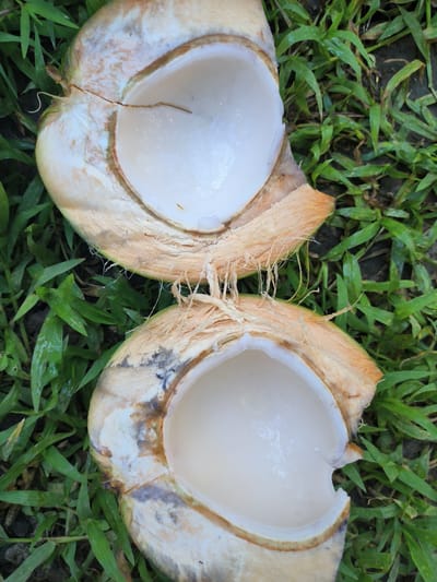 Two halves of a freshly cut coconut are lying on a bed of green grass. The coconut flesh is white and smooth, and the husk is fibrous and light brown. The scene is outdoors, likely in a rural or natural setting, given the presence of grass and the natural lighting. The image has a close-up perspective, focusing on the coconut and its immediate surroundings. There is no indication of human presence or activity in the frame.