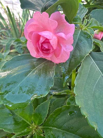 A close-up, eye-level shot focuses on a vibrant pink Impatiens flower, commonly known as "Busy Lizzie," with tightly layered petals, its center a deeper shade of pink. The flower is surrounded by lush, dark green, glossy leaves, many of which are wet with dew or recent rain, with tiny water droplets visible on their surfaces. The leaf edges are serrated and have small, sharp protrusions. In the background, out of focus, are more green foliage and hints of what appear to be light-colored structures, possibly part of a building or fence. The setting is outdoors, suggesting a garden or natural area. The specific location is in the village of Sredneye Kechevo, Russia, likely within a residential garden given the presence of cultivated flowers. There are no people or animals present in the image.