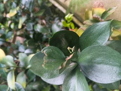 A macro photograph presents a dense cluster of glossy, dark green, ovate leaves. At the center, a delicate, pale green to yellowish structure, consistent with a nascent flower or bud, emerges from the confluence of the leaves, displaying multiple slender, irregular projections. One leaf in the upper-left quadrant exhibits a light brown, wavy discoloration along its outer margin. The background consists of out-of-focus green foliage, with several leaves showing a distinct yellowing, and an indistinct, lighter-toned surface visible towards the upper right. No human figures, animals, or specific actions are discernible. The scene is situated in Kon Tum, Vietnam.