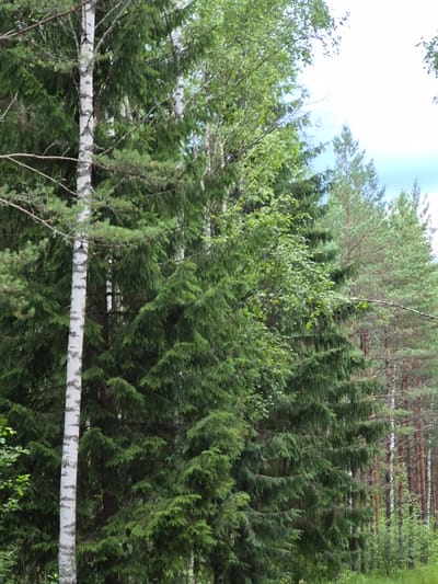 The image depicts a dense forest with a variety of trees, predominantly coniferous with some deciduous trees interspersed. In the foreground, a tall birch tree with white bark and dark markings stands out. Behind it, a thick wall of dark green spruce trees dominates the scene. Further back, lighter green deciduous trees are visible, and beyond them, a line of tall pine trees with reddish-brown trunks recedes into the distance. The ground is covered with green grass and foliage, suggesting a natural, undeveloped environment. The sky, visible in patches through the canopy, is a bright, overcast white with some areas of blue sky. The overall impression is of a lush, undisturbed forest ecosystem. This scene is located in the vicinity of Hargla, Estonia, a region known for its extensive forests.