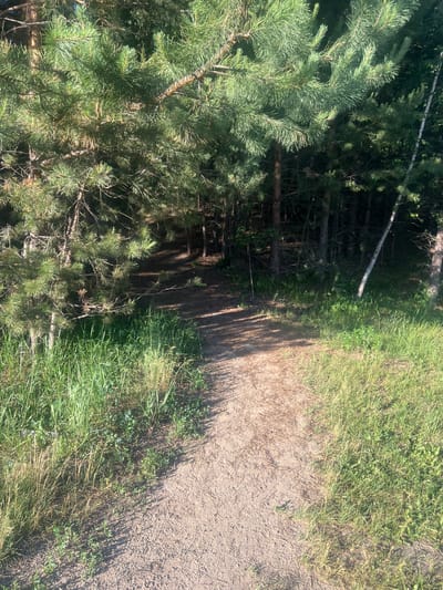 The image shows a dirt path winding through a forest on a sunny day. The path is bordered by tall green grass on the right and dense evergreen trees on the left. The sunlight casts long shadows across the path, suggesting it is either morning or late afternoon. The trees are primarily pine, with their needles creating a textured canopy. The ground is a mixture of dirt and dry grass, with a few small green plants growing near the edge of the path. The overall scene is natural and serene, evoking a sense of peacefulness and tranquility. The image was taken in Zheleznogorsk, Russia. There is no visible text in the image.