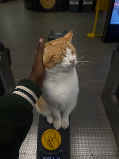 An orange and white cat is positioned atop a dark grey ticket barrier at Stevenage railway station in Stevenage, United Kingdom. The cat's front paws rest on the barrier's flat surface. A dark-skinned human hand, wearing a dark green long-sleeved garment with two cream stripes on the cuff, is petting the cat's head. The cat's eyes are closed, and its whiskers are extended. The ticket barrier features a circular yellow sensor displaying a white icon of a hand holding a card, with partially visible text "TICKET" and "54" below it. The floor surrounding the barrier is grey metal with a diamond plate pattern. Blurred elements in the background indicate a station environment, including a yellow stand and other dark structures.