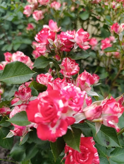 The image shows a close-up of a bush with many blooming roses. The roses are a vibrant red and white striped pattern. The petals are unfurling, revealing the delicate layers within. Some roses are in full bloom, while others are still buds. The leaves are a deep green and appear healthy. The background is a blur of green foliage and hints of more roses, suggesting a dense planting. The lighting is natural, with soft shadows indicating it might be an overcast day or late afternoon. The image does not contain any people or any identifiable landmarks that would indicate its specific location in Penza, Russia.