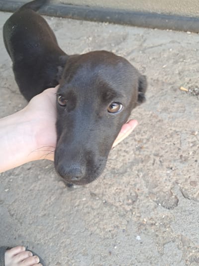 A close-up, high-angle shot shows a person's hand gently stroking the head of a black puppy. The puppy's face, with its dark fur, brown eyes, and wet nose, is the focal point. The puppy is looking upwards towards the camera. The background consists of a rough, grey concrete surface with small pebbles and debris scattered about. A dark, raised border is visible in the upper portion of the frame. The scene appears to be outdoors, with no clear indication of the specific location within Chobruchi, Moldova.