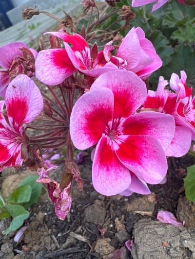 This is a close-up, outdoor, eye-level shot of a cluster of bright pink and magenta geranium flowers in Bietigheim-Bissingen, Germany. The flowers are in various stages of bloom, with some fully open and others partially closed. Their petals are a vibrant mix of pink and deep magenta, with some featuring white streaks. A few dried, brown flower remnants are interspersed among the fresh blooms. The flowers are set against a background of green leaves and dark, soil-like ground cover, with a hint of grey concrete or pavement in the upper left corner. There are no people or animals visible in the image.