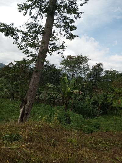 The scene depicts a natural, vegetated area located within the city of Ariyalai, Sri Lanka. The foreground features a sparse ground cover of dry, golden-brown grasses interspersed with patches of green foliage. A large, light-barked tree, displaying green leaves, angles diagonally from the lower-left to the upper-center of the frame, with a visible split or growth anomaly near its base. The midground is densely populated with various green trees and plants, prominently featuring several banana plants identifiable by their large, broad leaves. In the background, extensive tree cover continues, with distant green hills or mountainous terrain visible on the far left. The sky above is partially overcast, exhibiting both patches of blue and scattered white clouds. No human subjects, animals, or man-made structures are visible within the captured area.