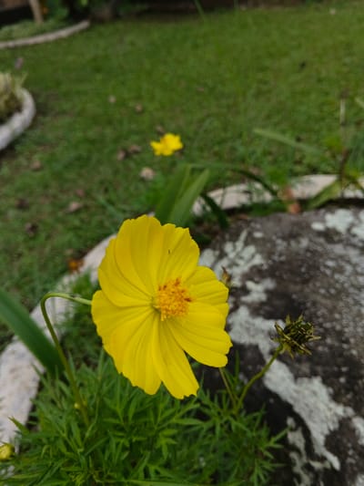 A close-up photograph captures a single, vibrant yellow flower with an orange-yellow center, positioned slightly left of the image's vertical center in a garden in Pacet, Indonesia. The flower displays approximately ten yellow petals. A small black insect is visible on one of the petals. This flower emerges from dark green, finely dissected foliage. To the right, a textured, dark grey rock partially covered with white lichen is present. Another stem with a developing or spent flower bud is seen near the rock. The background is out of focus, revealing a green lawn, a smaller, blurred yellow flower in the distance, and segments of a light-colored garden border. No human subjects or explicit actions are depicted.