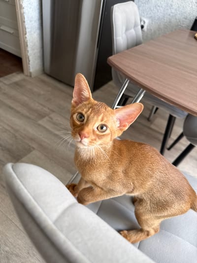 An Abyssinian kitten with orange-brown fur and large ears is perched on a light gray upholstered chair. The kitten is looking directly at the camera with wide, curious eyes. Its front paws are resting on the chair's seat. In the background, a wooden dining table with metal legs is visible, along with chairs. The floor appears to be laminate or wood flooring. To the left, part of a stainless steel refrigerator and a doorway leading to another room are visible. The scene suggests an indoor residential setting, likely a dining area or kitchen, within a city like Stary Oskol, Russia.